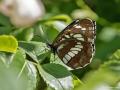 Neptis rivularis (Süzülen Karakız)